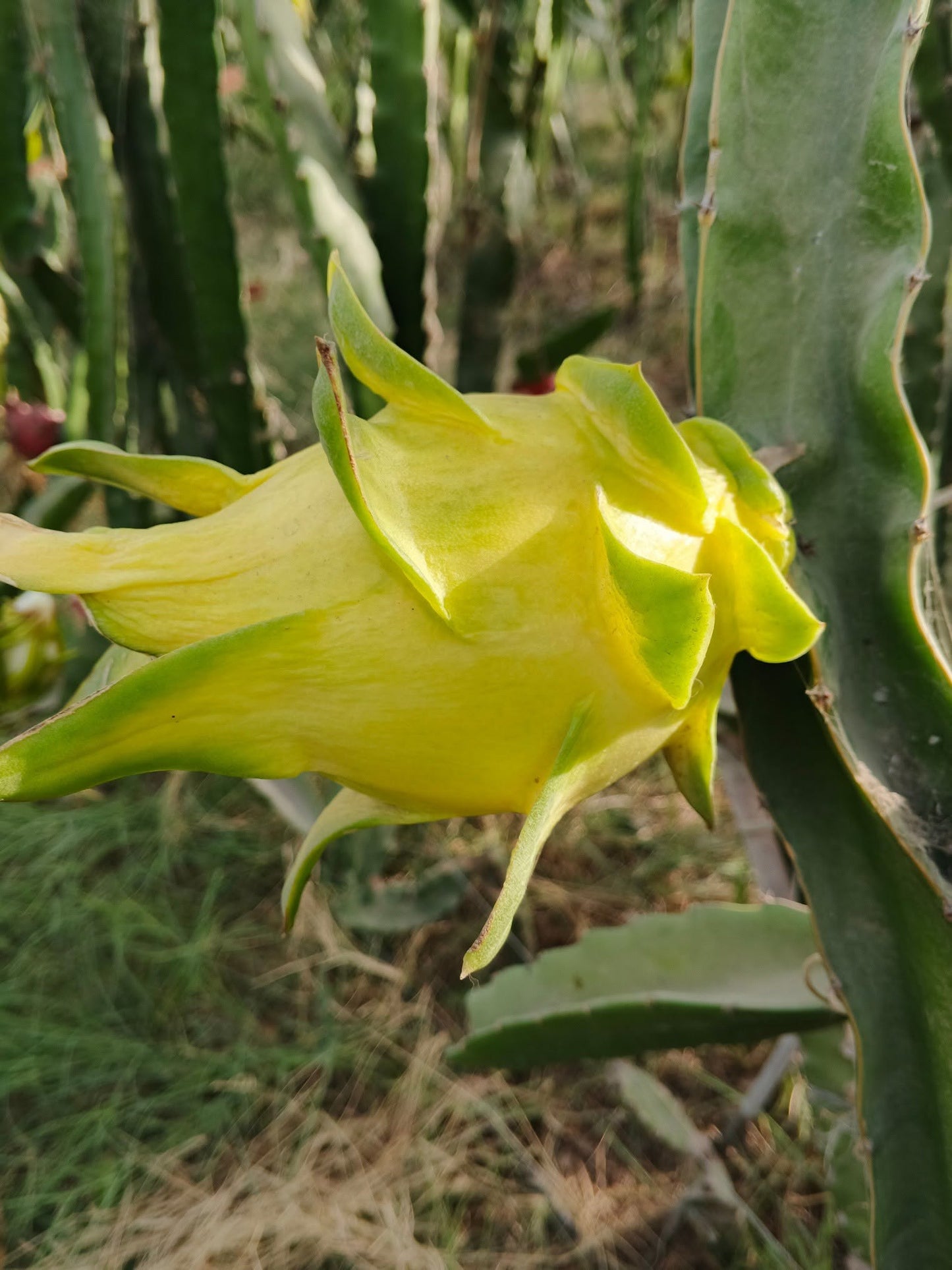 Dragon Fruit (Pitaya) – Fresh & Healthy
