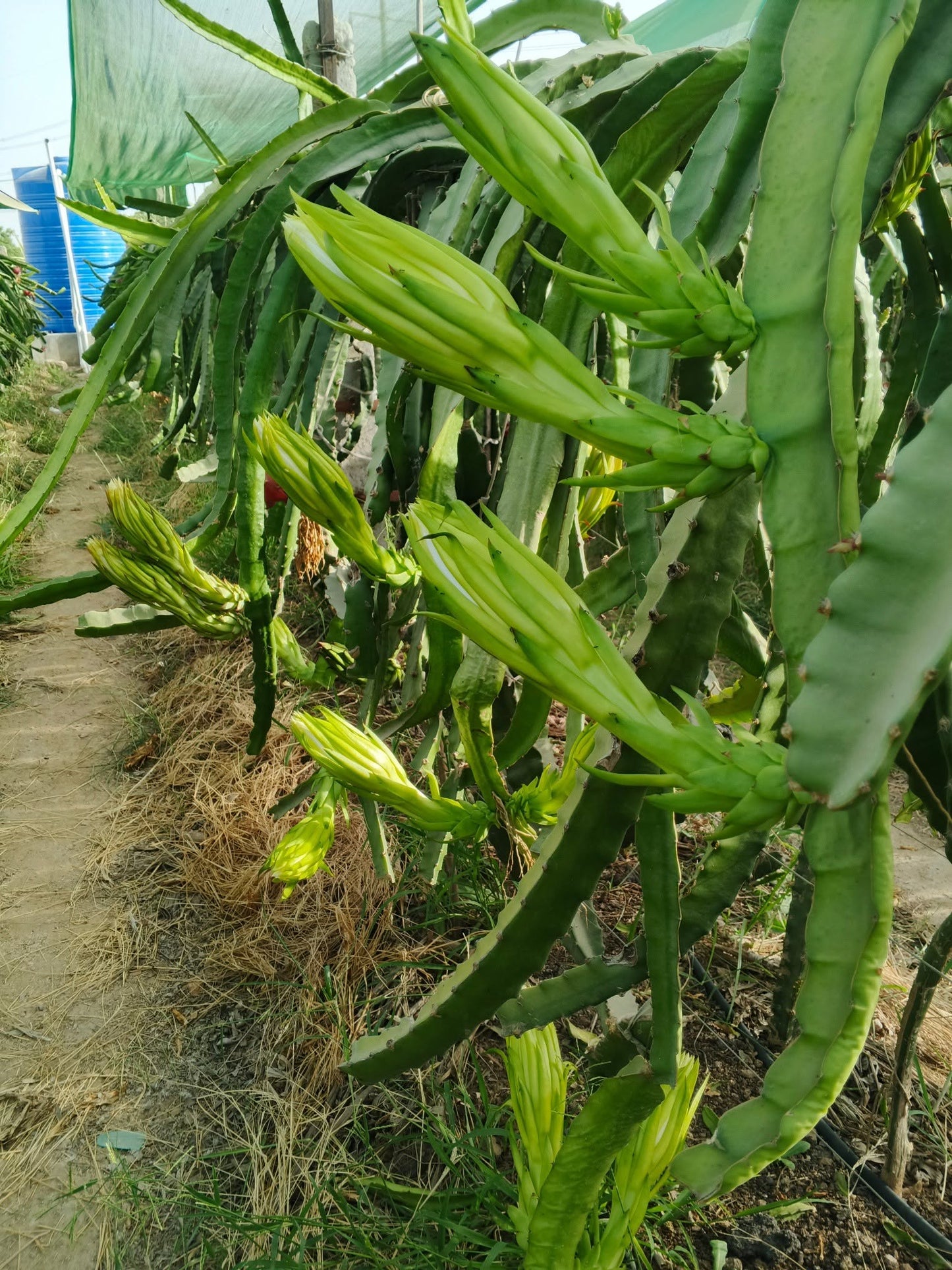 Dragon Fruit (Pitaya) – Fresh & Healthy