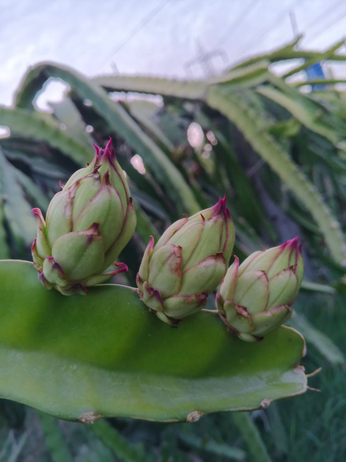 Dragon Fruit (Pitaya) – Fresh & Healthy