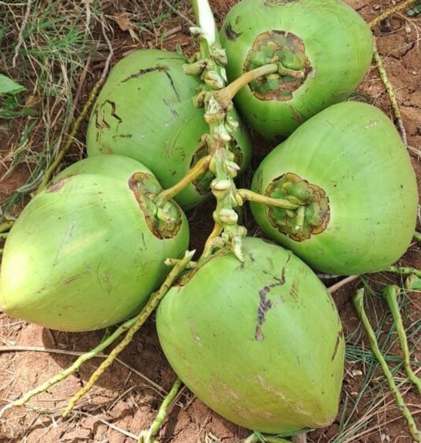 Whole Green Coconut Water (Fresh and Natural)